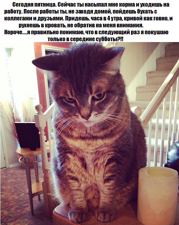 594x749, 159 Kb / Кот, пятница, корм