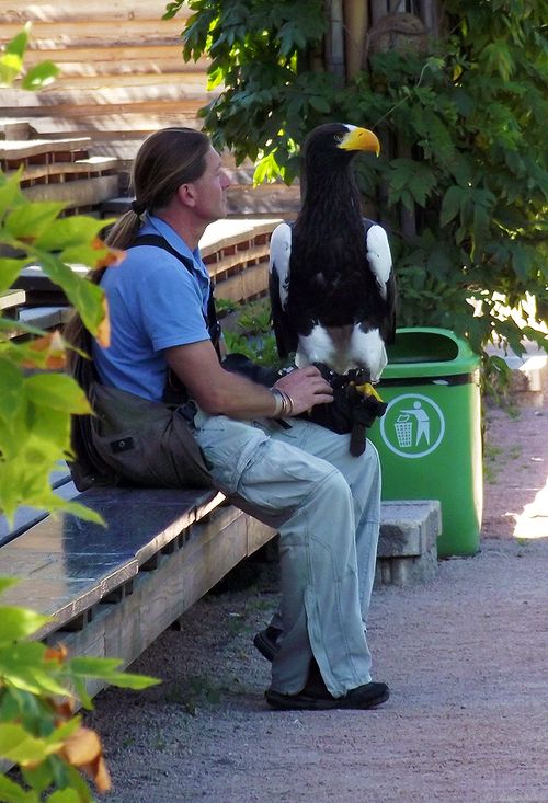 500x733, 89 Kb / орлан, птица, человек, ручки