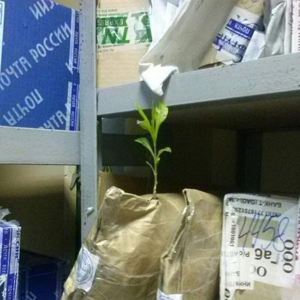 600x600, 75 Kb / росток, почта россии, побег