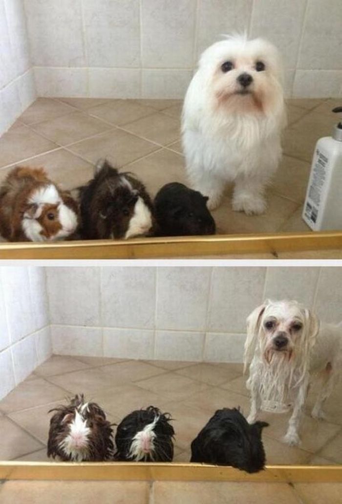 700x1031, 73 Kb / Собака, хомяк, морская свинка, мокрый, вода