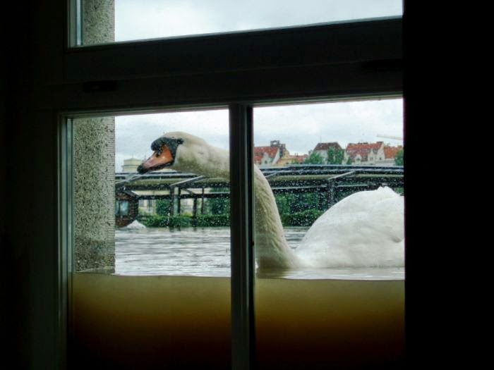 700x525, 38 Kb / Окно, вода, лебедь, наводнение