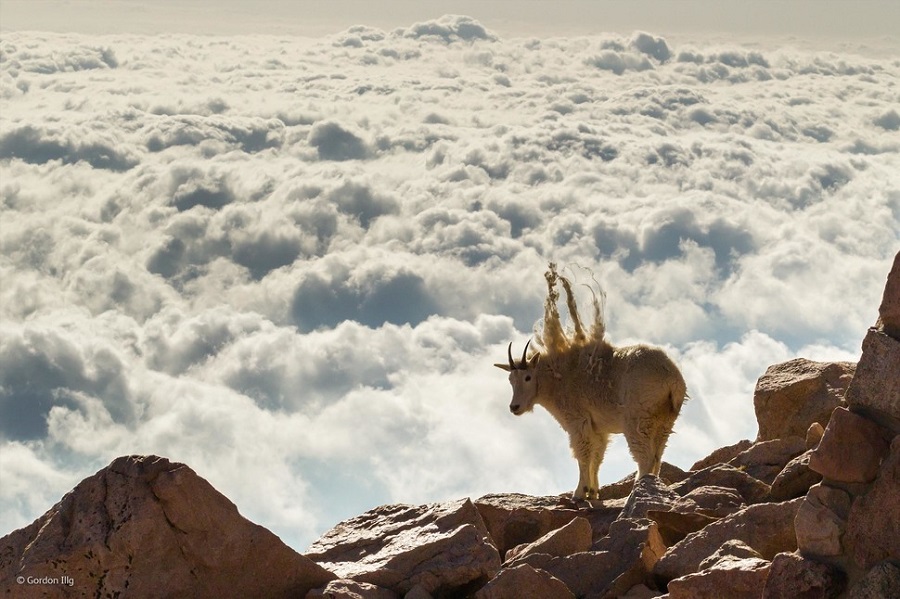 900x599, 177 Kb / козел, панк, ирокез, облака, скалы