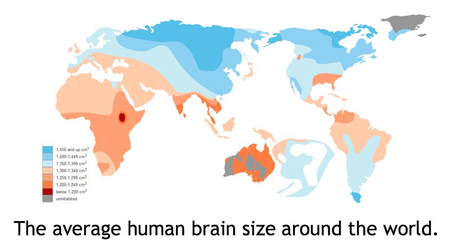 934x514, 33 Kb / мозг, объем, география, карта