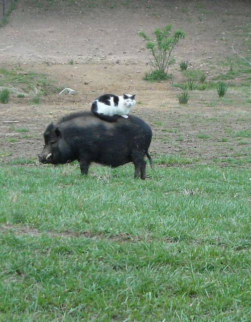 500x643, 71 Kb / кот, кабан, трава