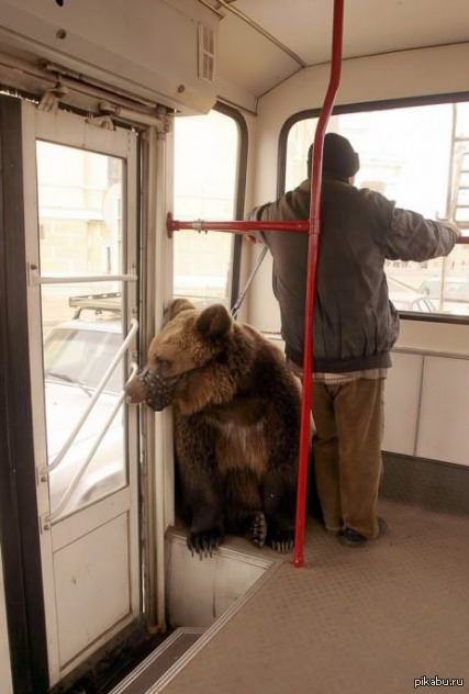 427x632, 102 Kb / троллейбус, медведь