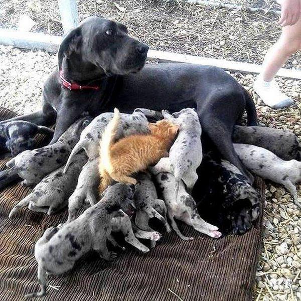 600x600, 104 Kb / собака, щенки, котёнок, рыжий