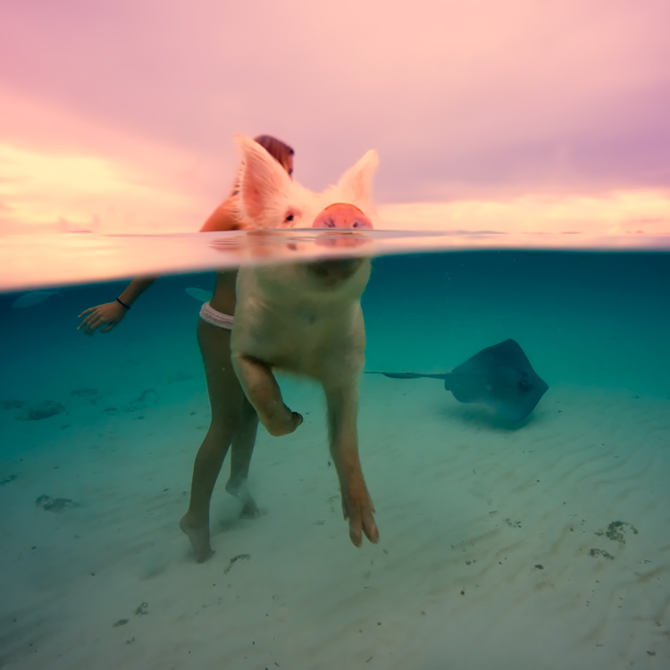 750x750, 153 Kb / скат, девушка, поросёнок, море