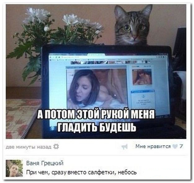 625x591, 194 Kb / котэ, порнуха, вконтакт