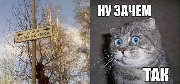 574x270, 101 Kb / вали, котика, зачем, преднамеренное убийство, 105 ук рф