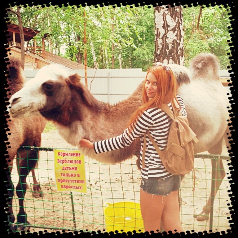 768x768, 183 Kb / кормление, детьми, верблюд, рыжая, надпись, табличка
