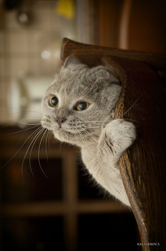 550x828, 47 Kb / животное, кот, серый, усы