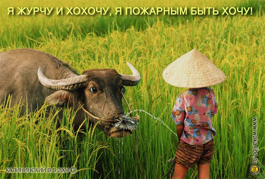 900x608, 96 Kb / бык, ребёнок, моча, пожарный