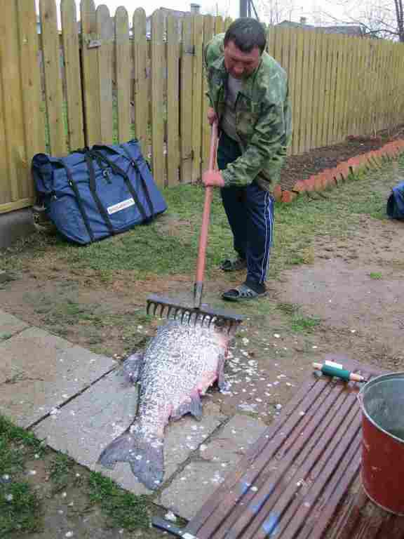 576x768, 57 Kb / Рыба, грабли, мужик, забор, чешуя