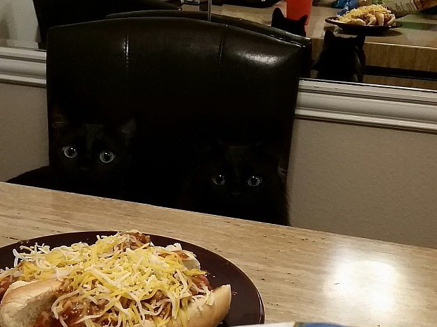 627x470, 78 Kb / стол, кот, еда, глаза, стул