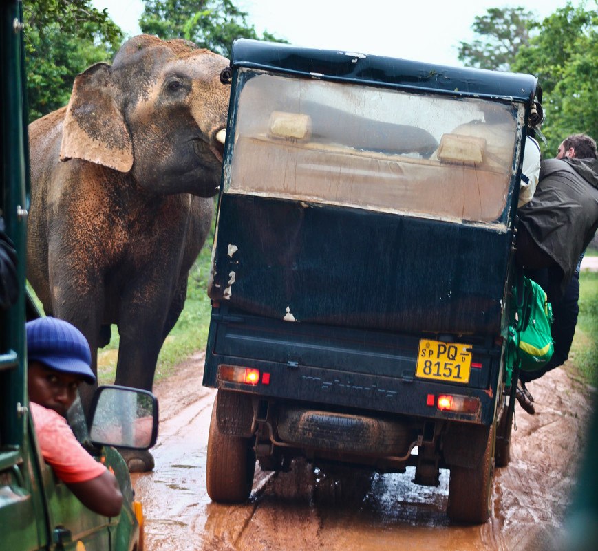 869x801, 167 Kb / слон, хобот, авто