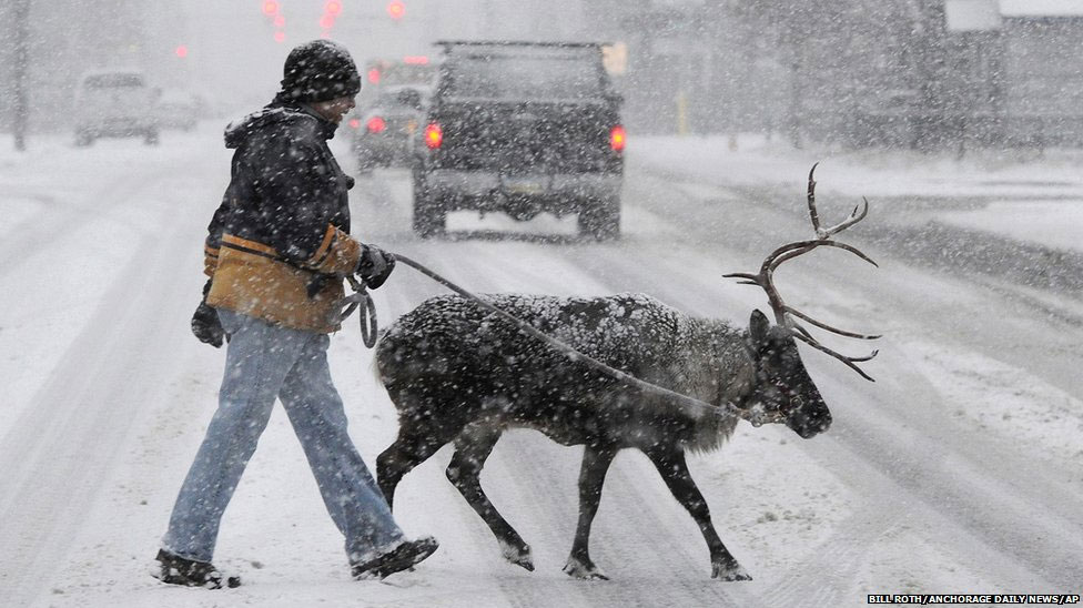 976x548, 112 Kb / Прогулка, олень, дорога, снег
