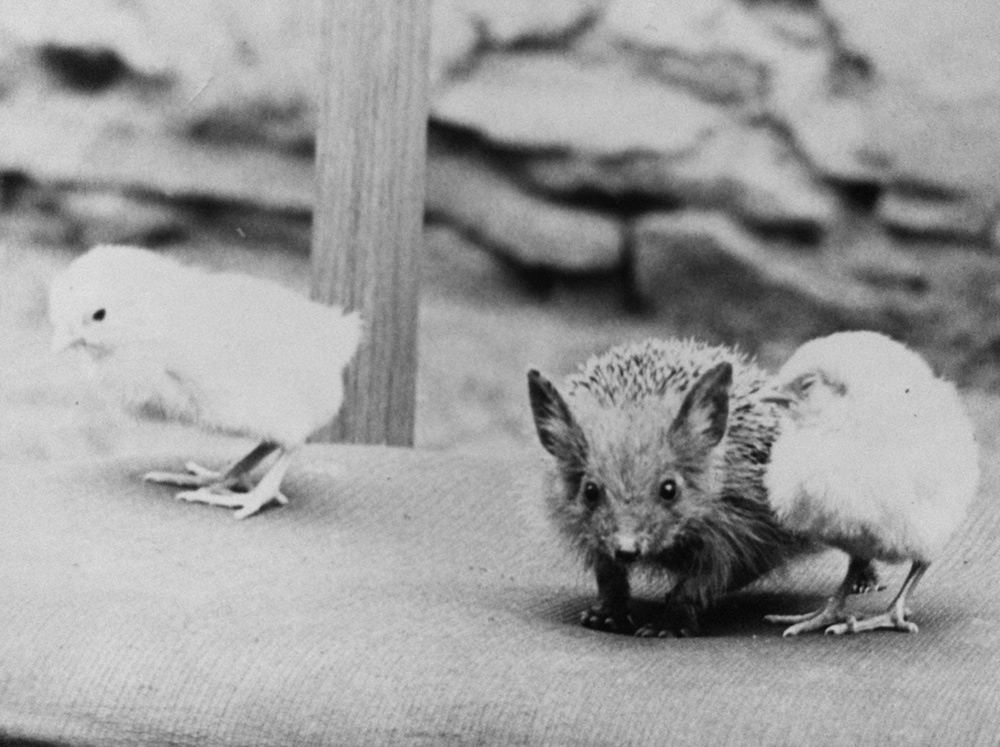 1000x747, 198 Kb / ежик, стул, цыпленок