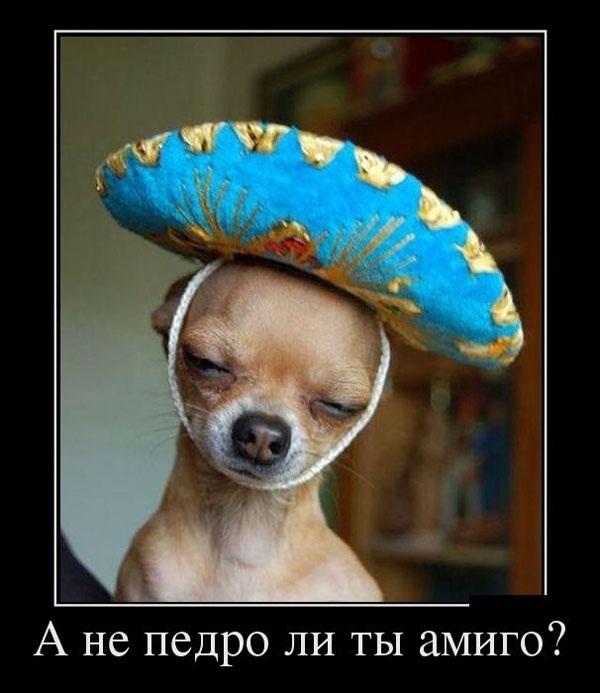 600x693, 81 Kb / собака, самбрерро, педро