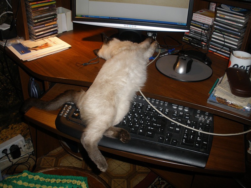 800x600, 124 Kb / кот, монитор, клавиатура, спит