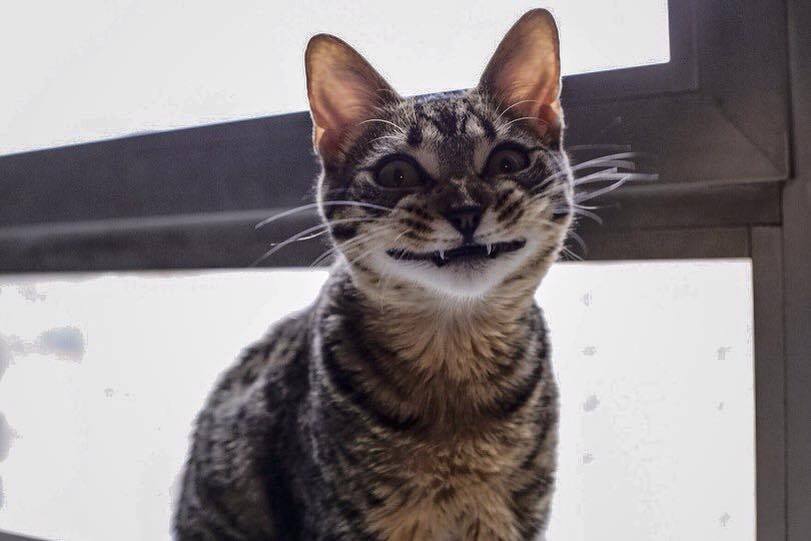 811x541, 38 Kb / котэ, улыбка