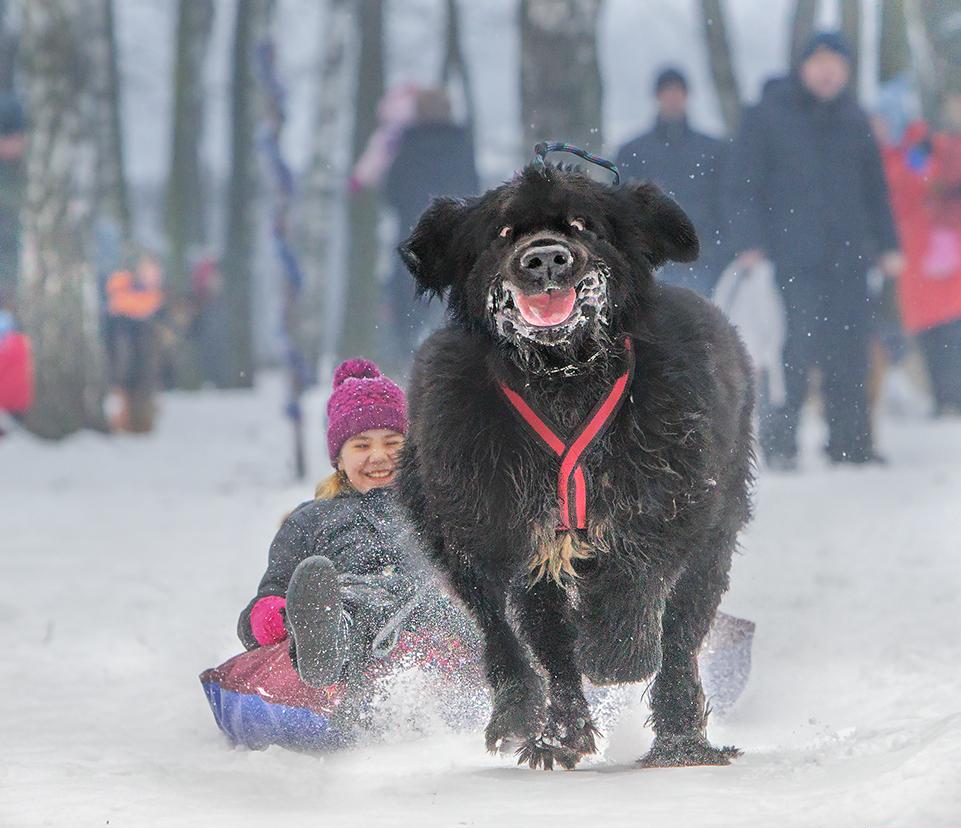 961x828, 100 Kb / Собака, снег, ватрушка, санки, девочка