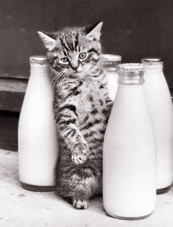 580x758, 66 Kb / котёнок, бутылки, кефир, ч/б