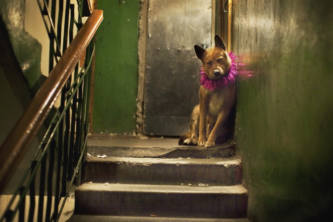 674x449, 91 Kb / собака, подъезд, мишура, взгляд