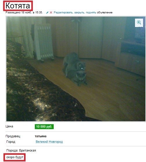 503x557, 55 Kb / кот, кошка, секс, котята, фьючерс, объявление