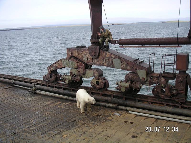 800x600, 149 Kb / белый, медведь, солдат, кран, море