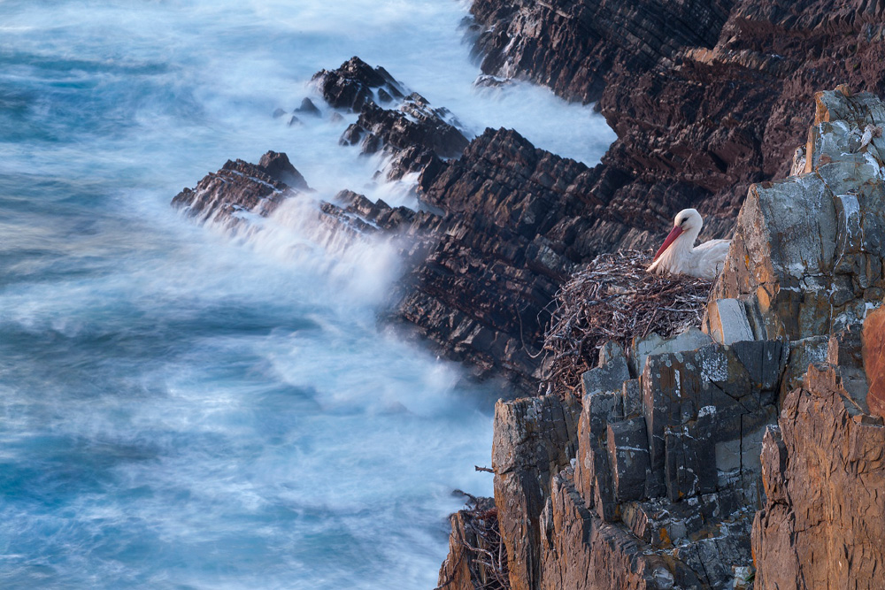 1000x667, 309 Kb / аист, гнездо, море, скалы