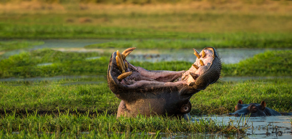 1000x478, 209 Kb / бегемоты, пасть