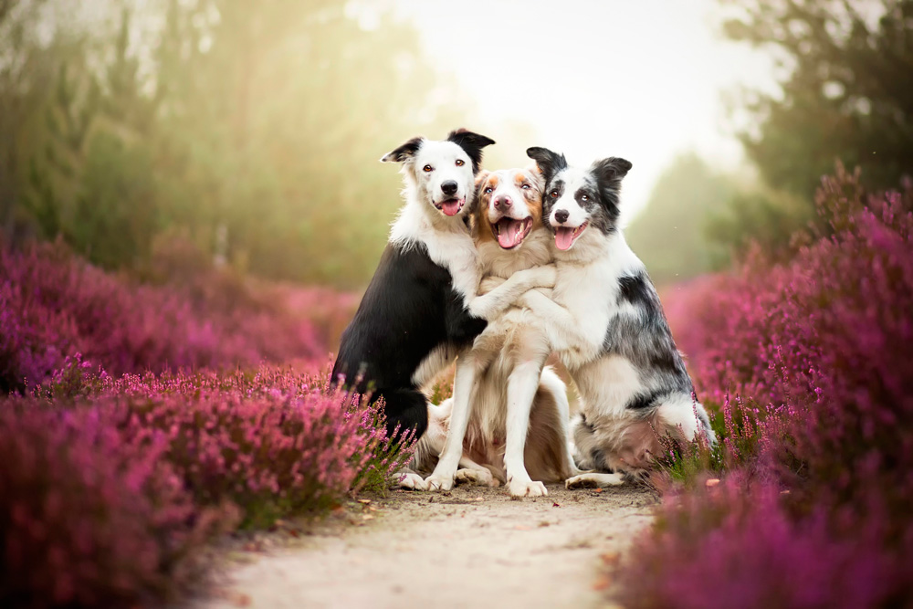 1000x667, 183 Kb / собаки, цветы