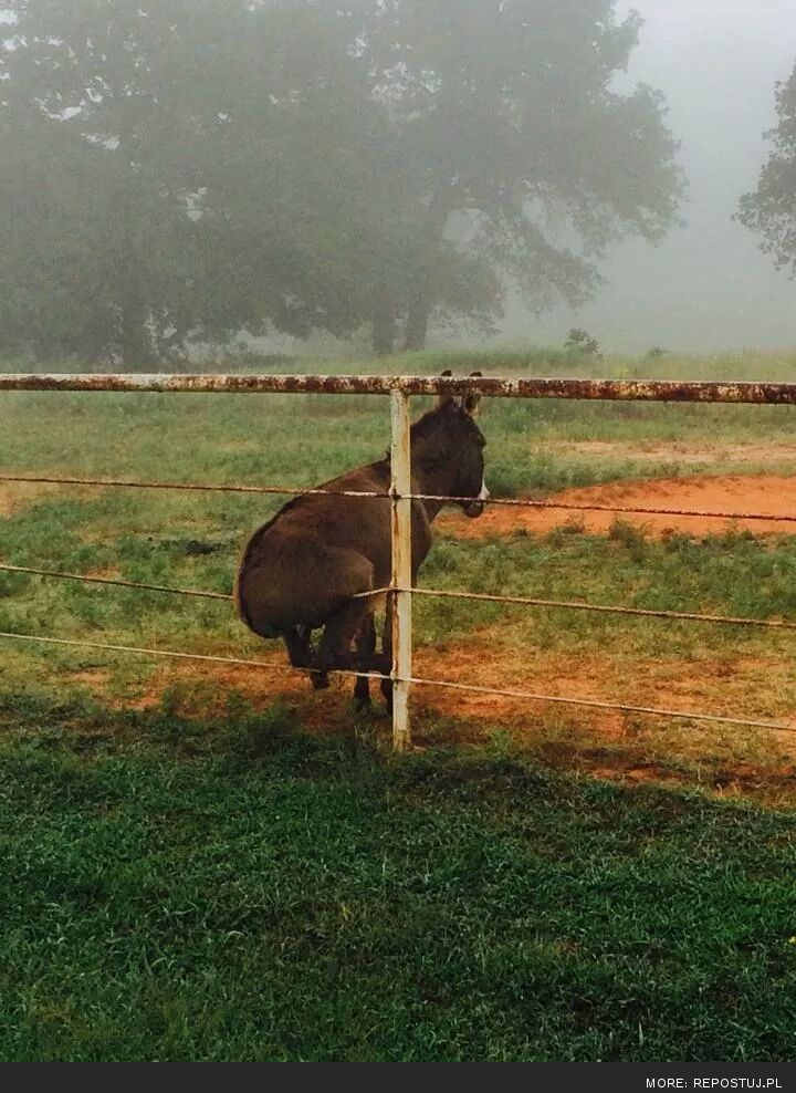 720x988, 344 Kb / ишак, осёл, забор круп, трава