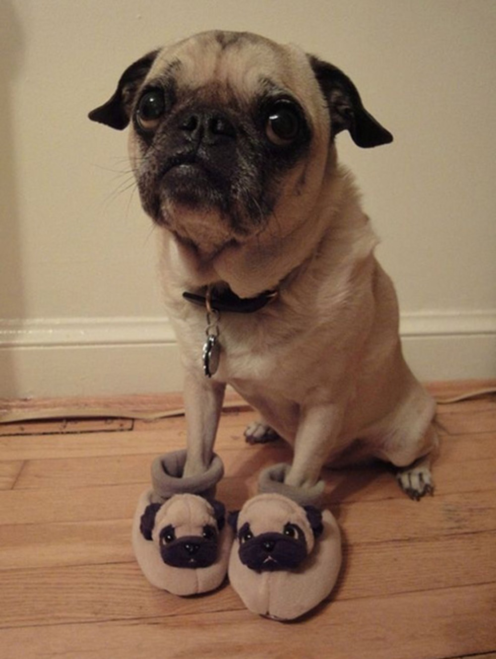 1000x1328, 164 Kb / пёс, мопс, ошейник, тапочки