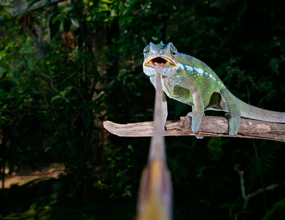 1000x772, 194 Kb / рептилия, язык