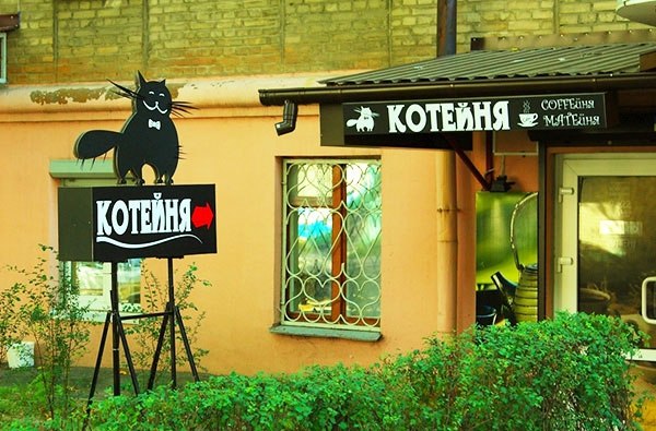 600x395, 79 Kb / котейня, кот, вывеска, кофейня