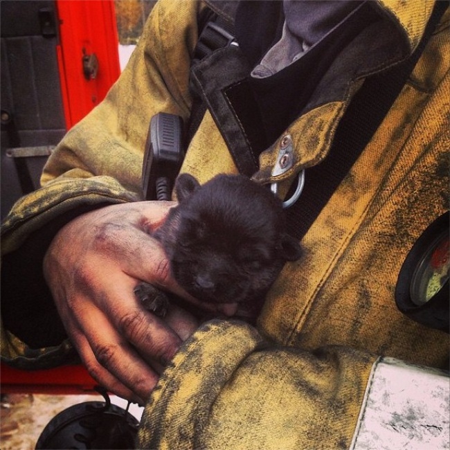 650x650, 176 Kb / мчс, щенок, копоть, грязь, спасатель