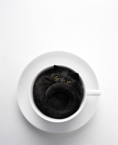 408x500, 10 Kb / кот, чашка, черный