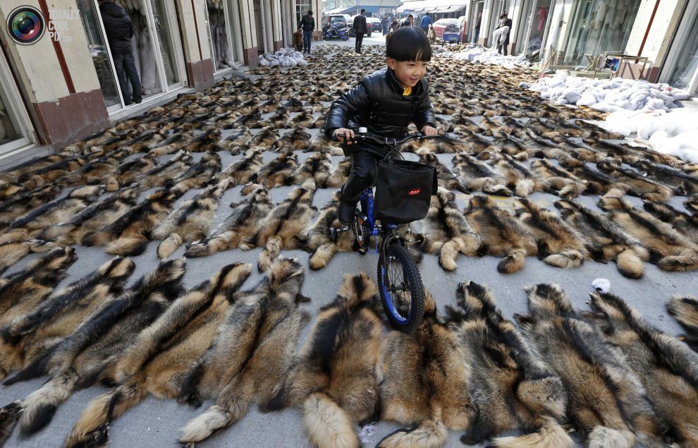 990x635, 232 Kb / мех, рынок, китай, енот, ребёнок, велосипед