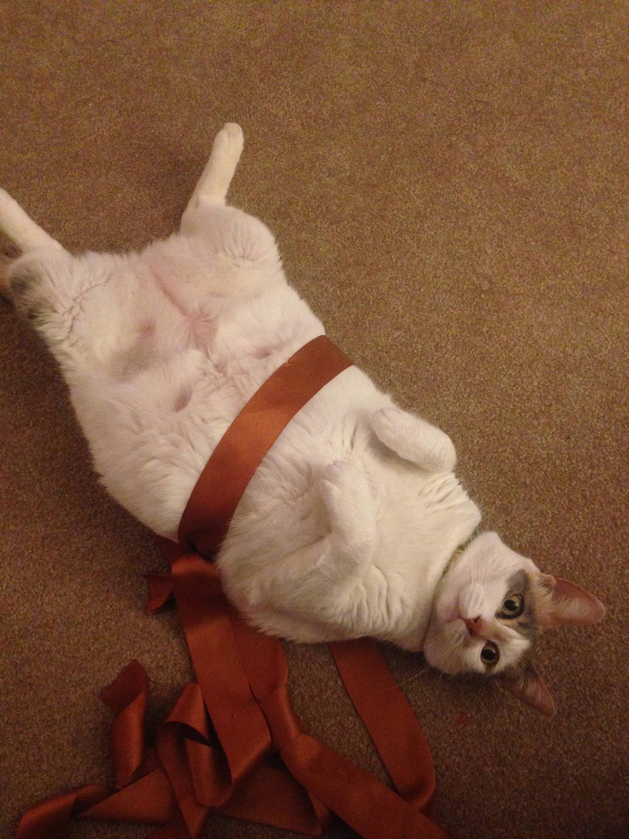 1280x1707, 296 Kb / кошка, лента