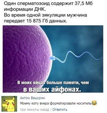 369x389, 28 Kb / днк, объем памяти, кастрация, сперматозоид