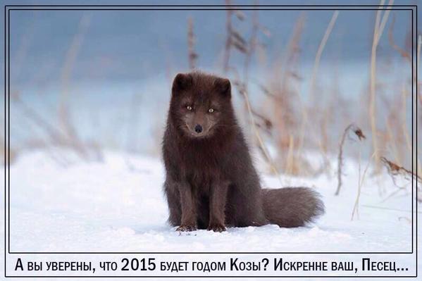 599x399, 28 Kb / 2015, год песца, песец, снег
