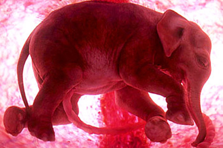 450x300, 66 Kb / слоненок, утроба, плод