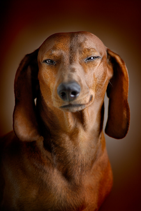 488x730, 78 Kb / собака, прищур