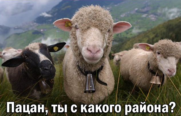 633x406, 142 Kb / овцы, колокольчик