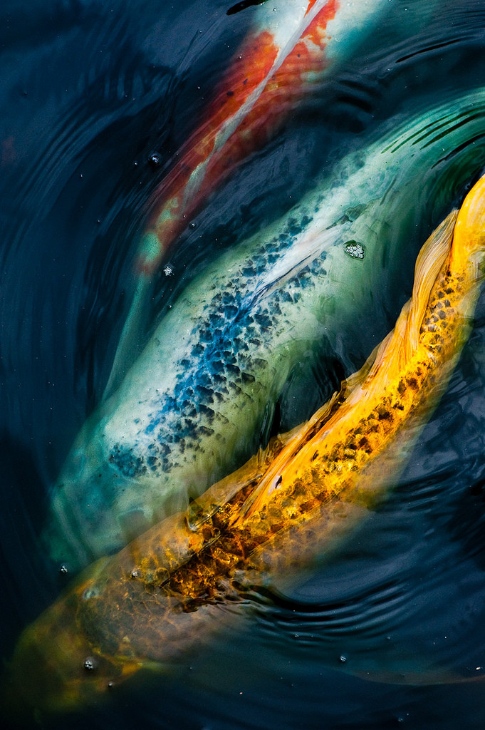 681x1024, 252 Kb / рыбы