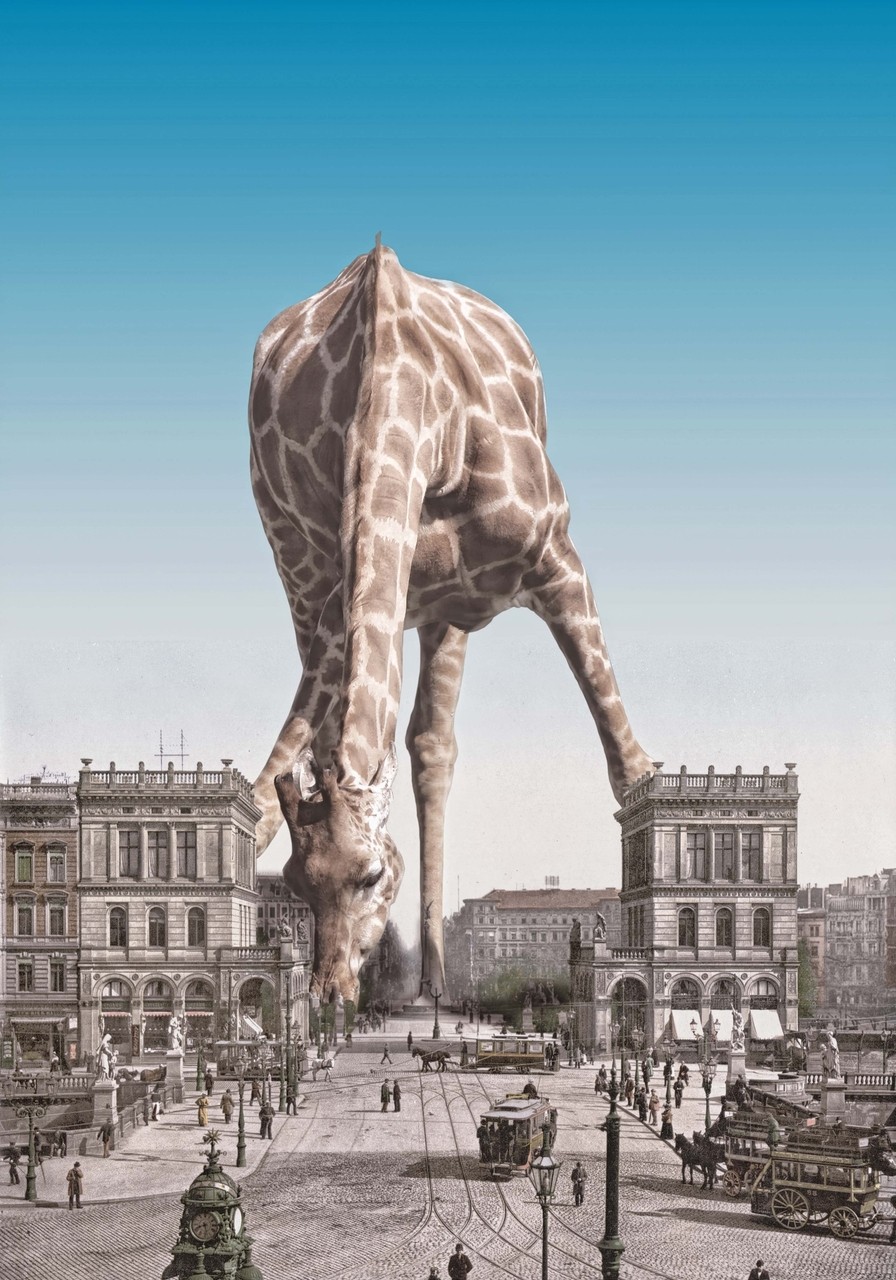 896x1280, 268 Kb / жираф, город, фотошоп