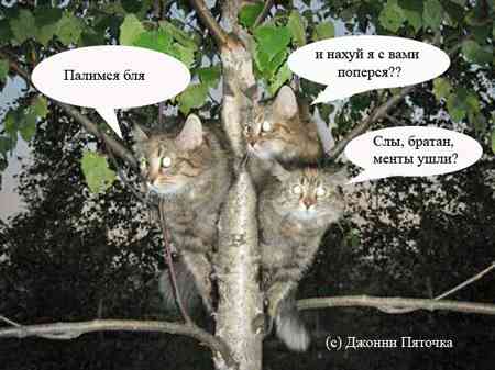 450x337, 19 Kb / коты, дерево, прячутся