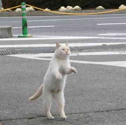 429x425, 13 Kb / кот, задние, лапы, ходит