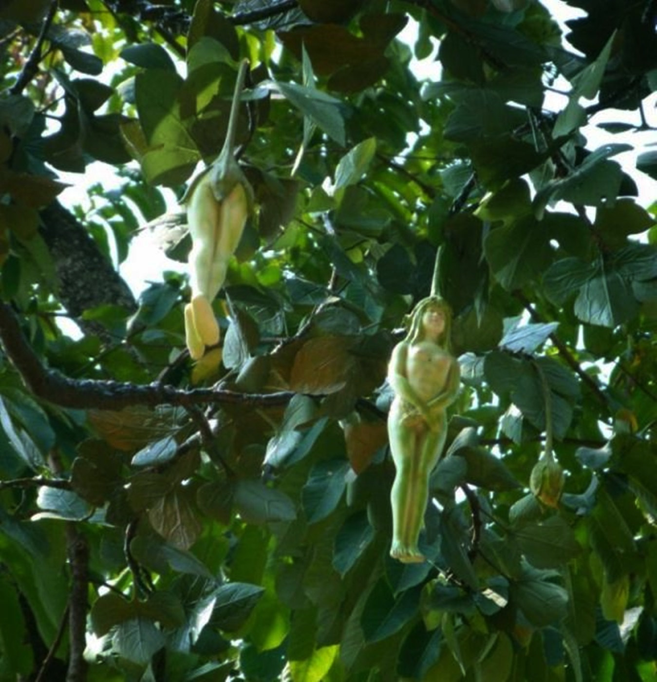 1349x1400, 295 Kb / Narilatha, женщина, цветок, плод